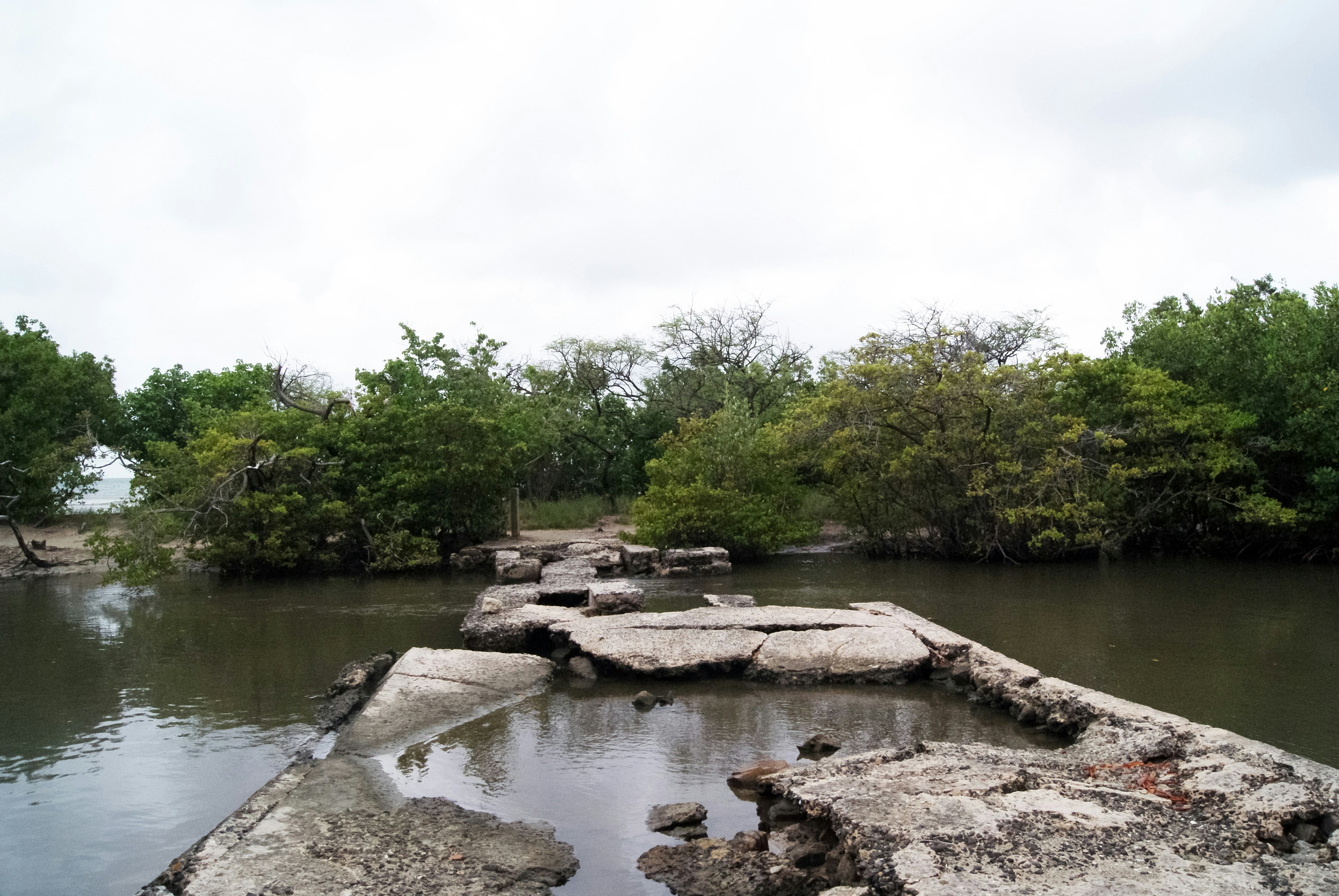 green trees beside river during daytime